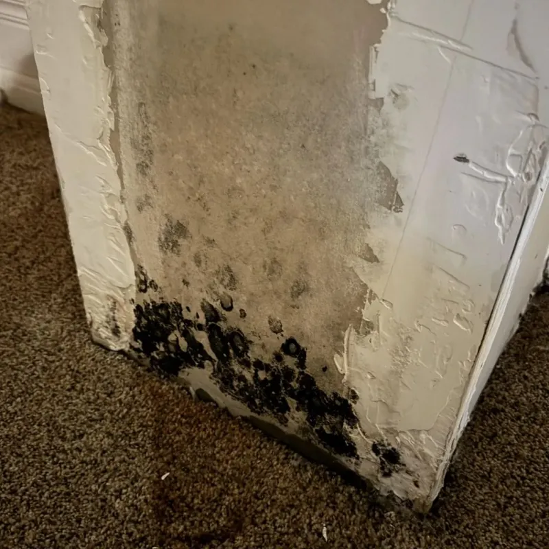 Professional Mold Removal in Haverhill, NH